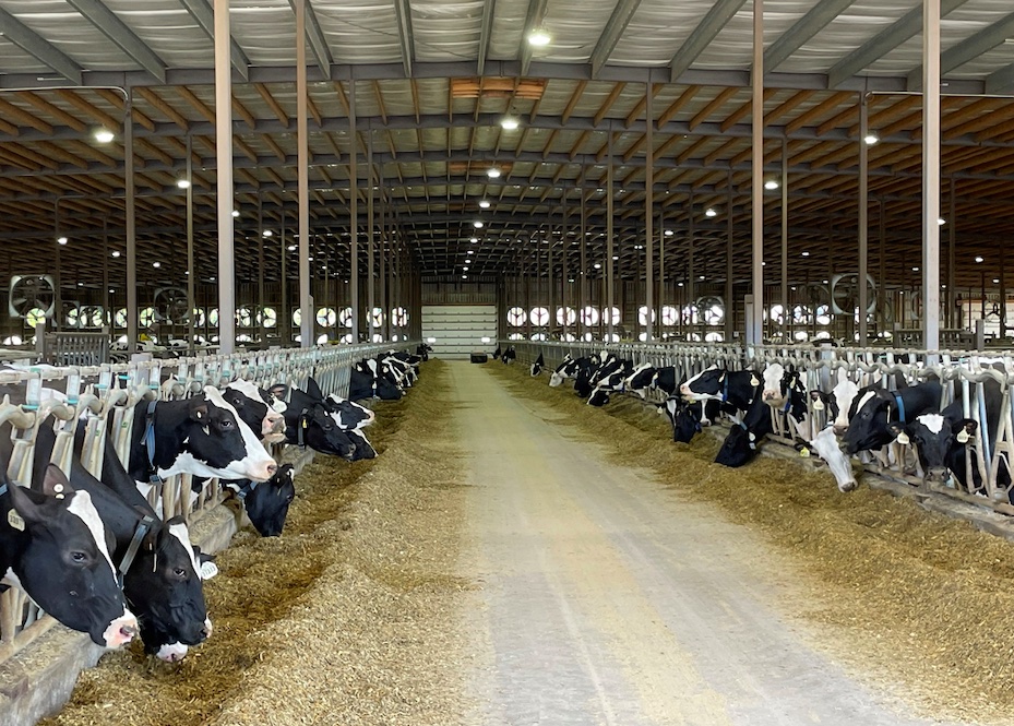 Ganado Holstein Premium