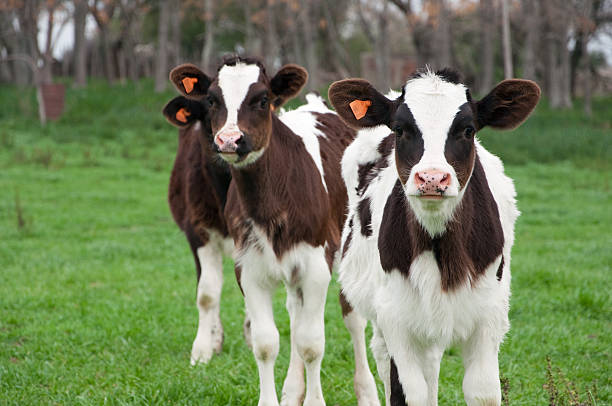 Terneras Holstein