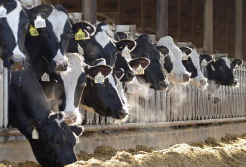 Vacas Holstein productivas