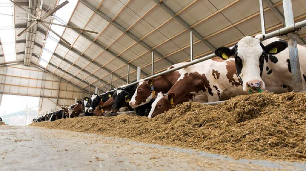 Holstein en pastoreo