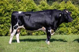 Toro Holstein reproductor